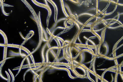 Close up of nematodes
