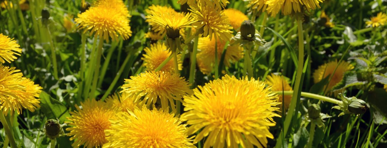 A field of dandelions