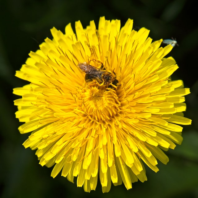 Bee on a dandelion