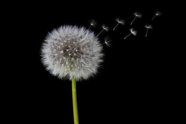 How to get rid of dandelions in your lawn