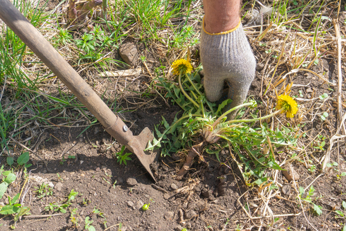 A person digging a dandelion out of the soil