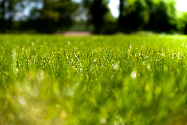 Beautiful green grass
