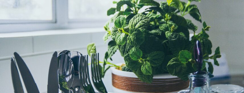 Mint growing in a pot in the kitchen