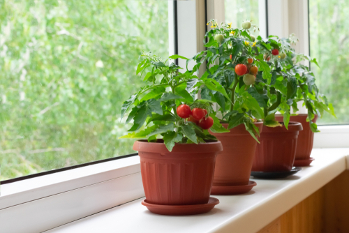 Four tomato plants on a sunny windowsill