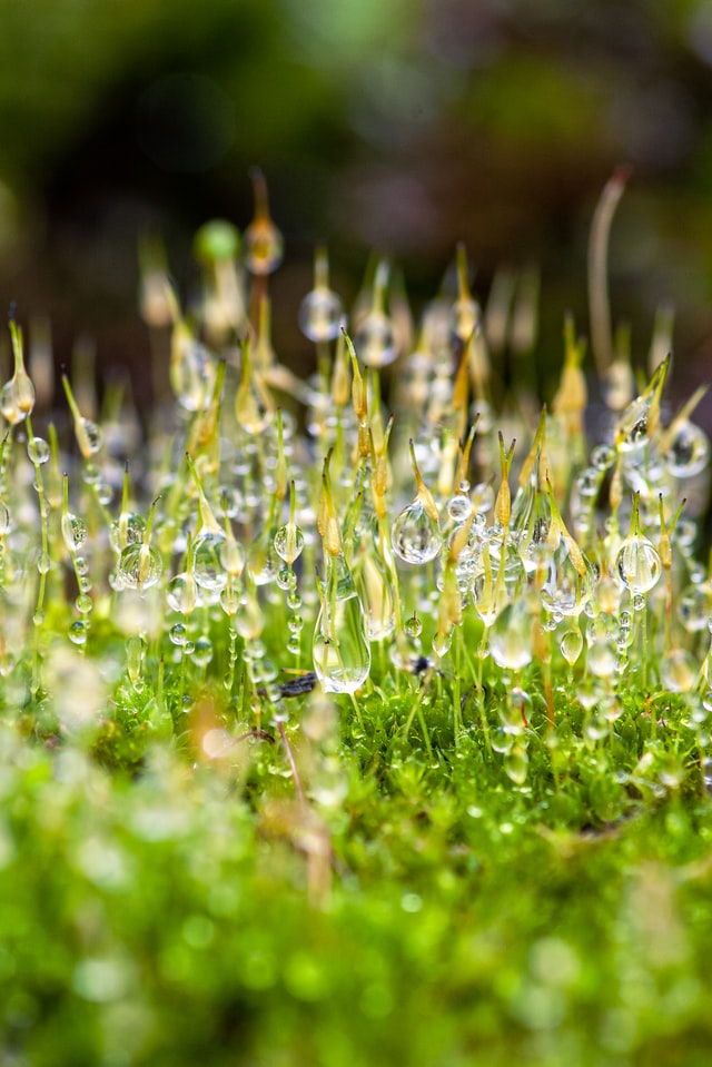 Close-up of moss growing in a lawn