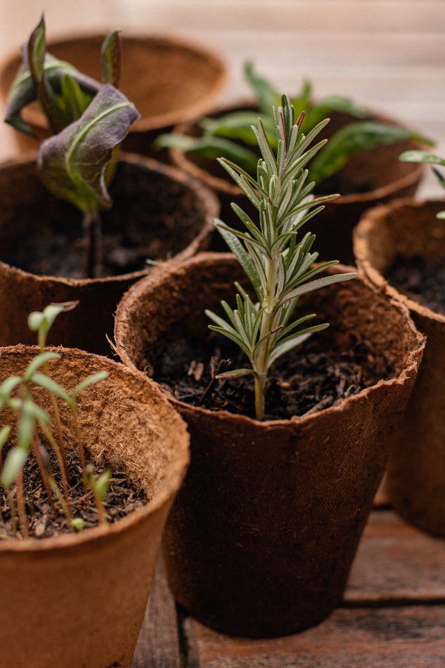 Seed pots with herb seedlings
