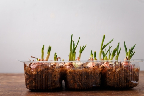 Onions growing in a tray