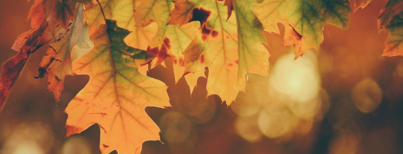 Autumn leaves on the trees