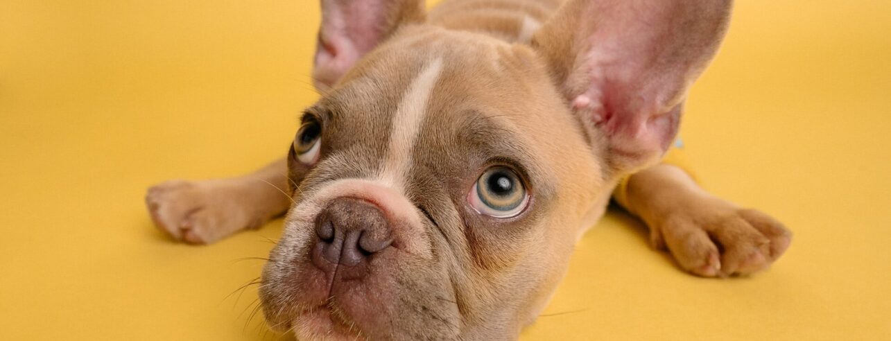 Cute dog on yellow background