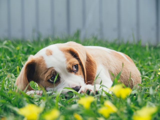 Cute puppy laying in long grass