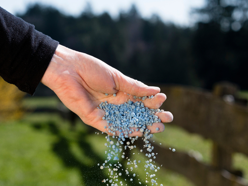 Sprinkling fertiliser by hand onto a lawn