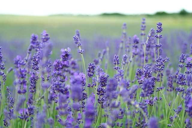 Wild lavender in a field