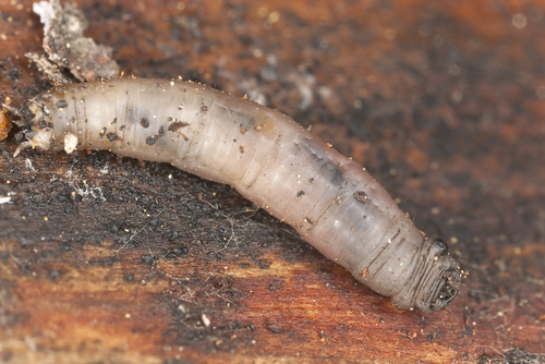 A cranefly larva - aka a leatherjacket