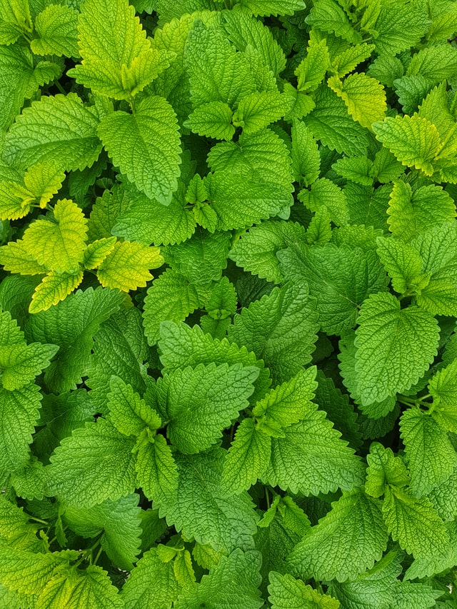 Healthy mint plant