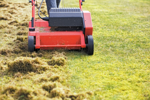 A lawn scarifying, removing thatch from a lawn