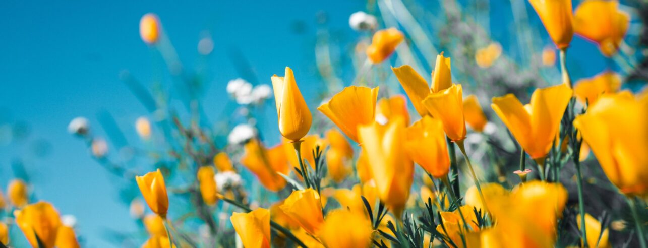 Beautiful yellow summer flowers against a blue sky