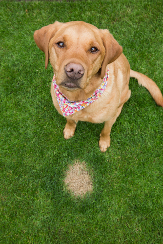 how to stop grass from turning yellow from dog pee