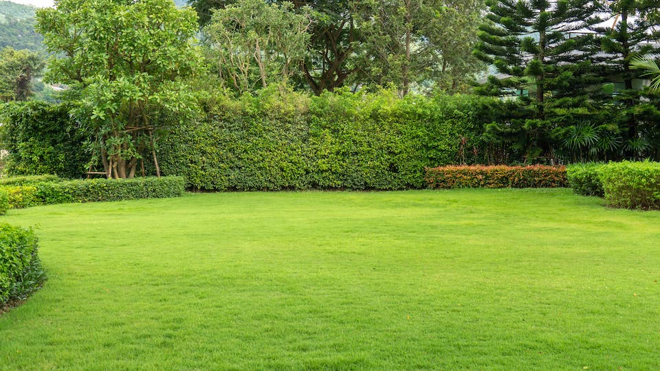 An example lawn with the size of 100 square metres