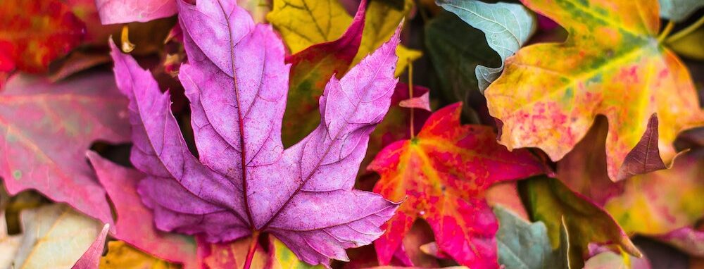 Beautiful autumnal leaves