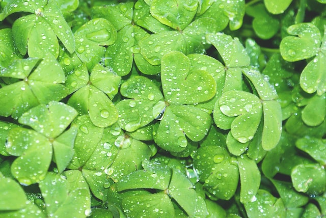 How to get rid of clover in your lawn - tackling your clover crisis once and for all!