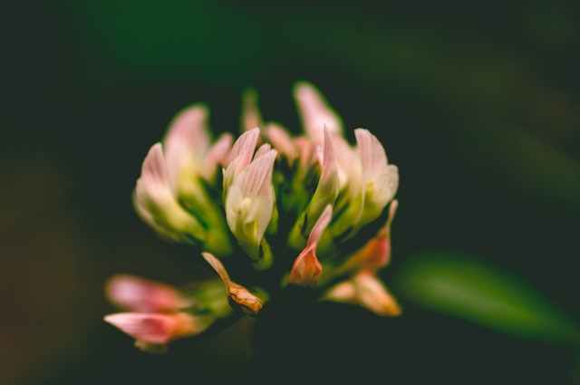 A close-up of a clover flower