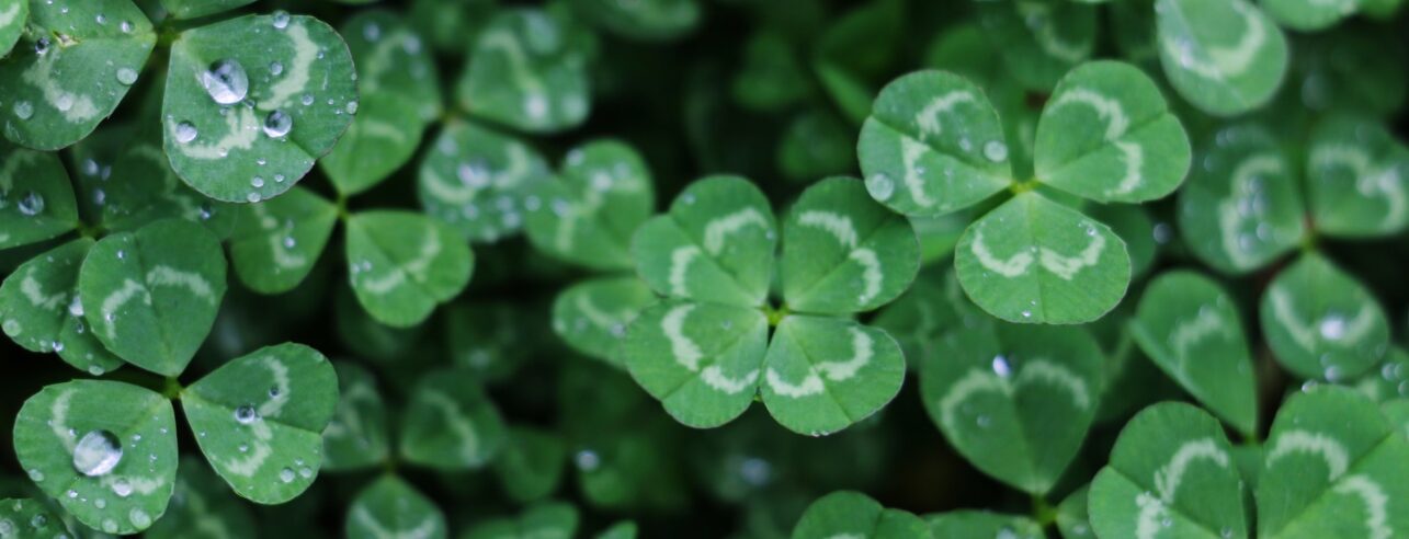 Four-leaf clover