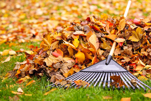 Pile of leaves on a lawn after august