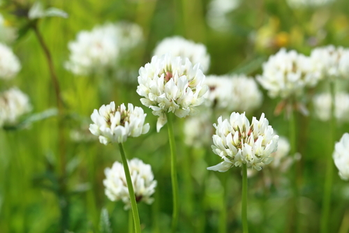 White clover flowers