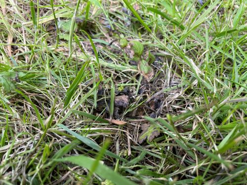 Dead grass, dead moss (after moss killer)