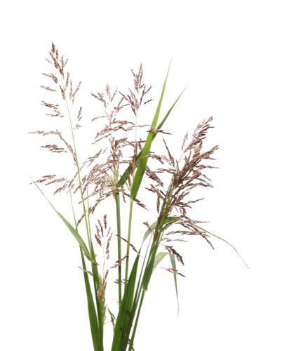 Panicle of weed grass