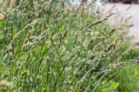 Weed grasses in your lawn: how to identify & get rid of them? | MOOWY