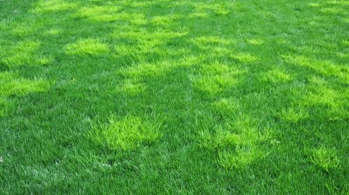 Meadow weed grass invading a lawn