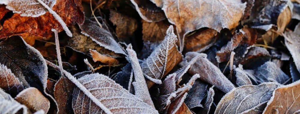 Frosty autumn leaves