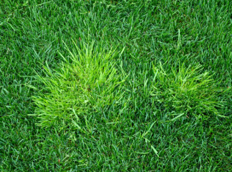 Weed grasses in your lawn: how to identify & get rid of them? | MOOWY