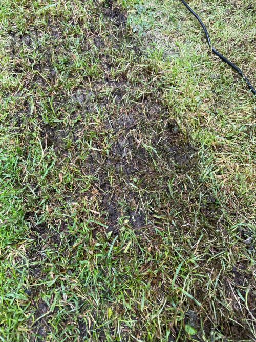 Removing moss from a lawn with a scarifying machine