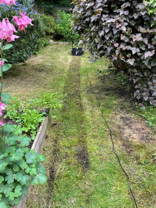 Scarifier machine removing the moss in a lawn