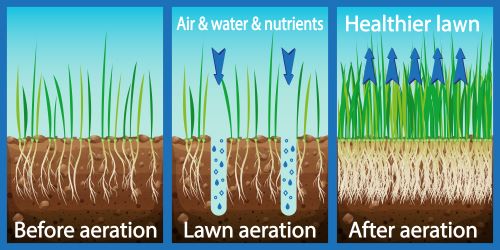 Diagram of a lawn's root zone. 