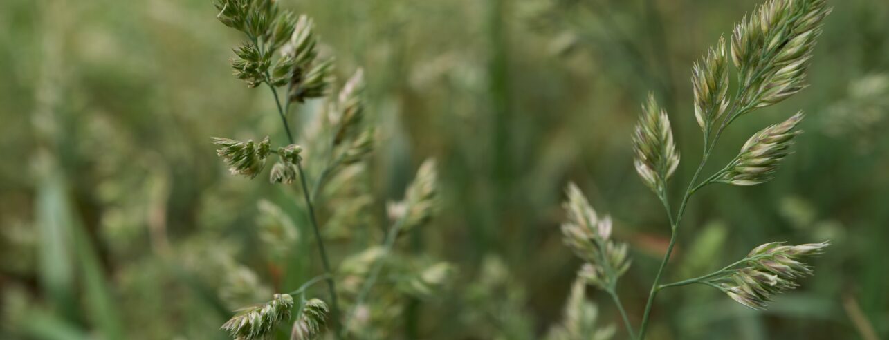 Weed grasses