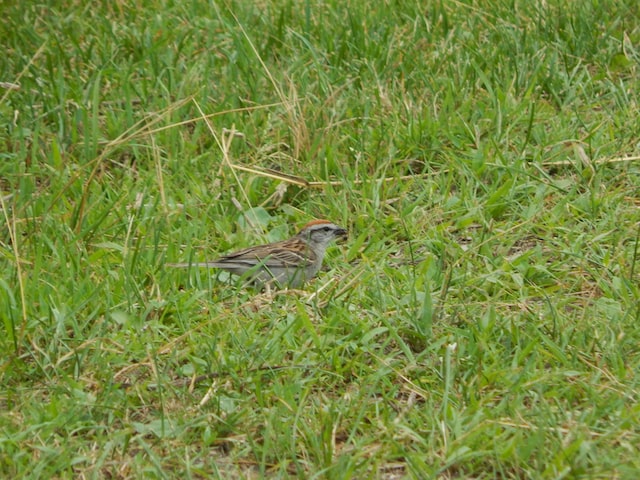 Bird hidden in law grass