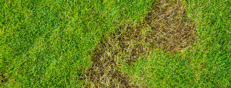 Brown lawn patches