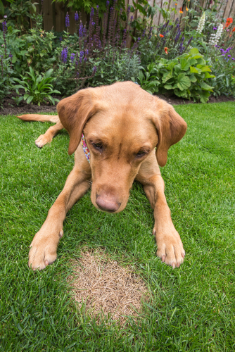 Brown lawn patches due to dog pee