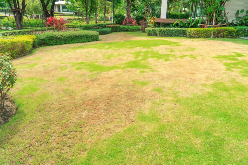 Large brown patches on a lawn