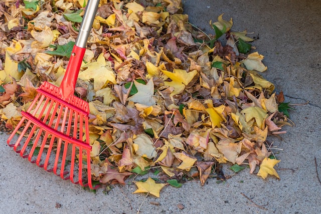 A pile of fallen leaves and a rake