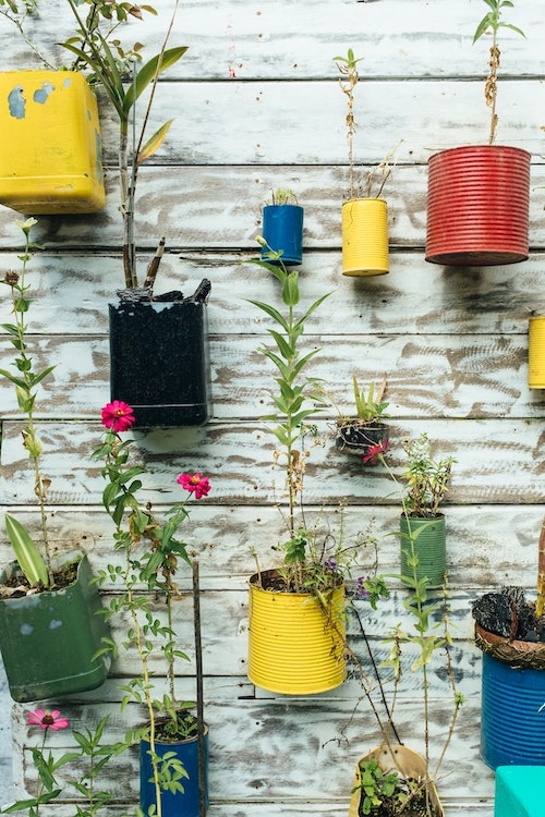 Food tin flowerpots attached to a wall