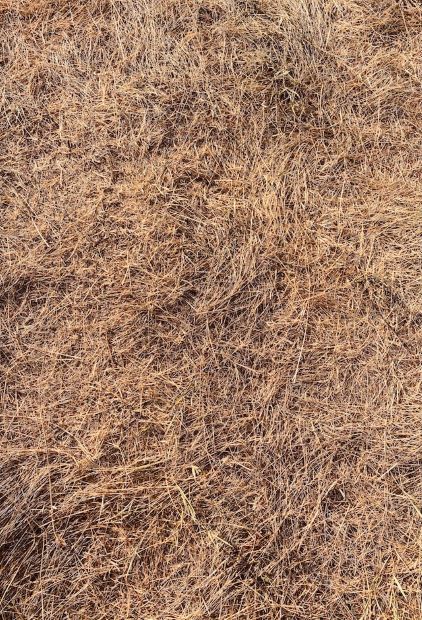 Super dry grass