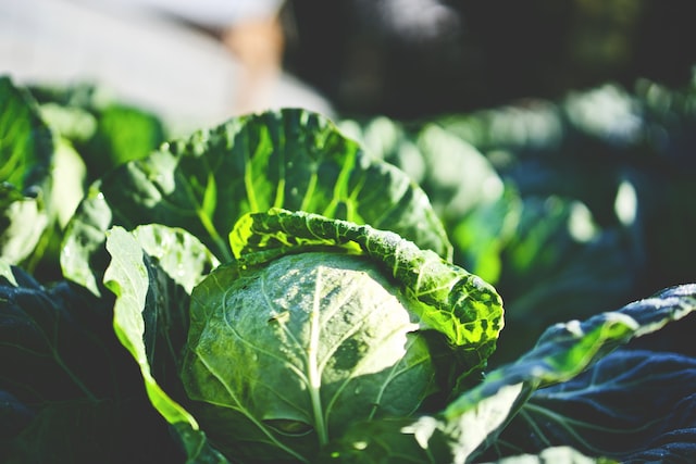 Winter cabbages growing in the field