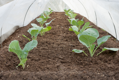 Winter cabbages growing under a polytunnel