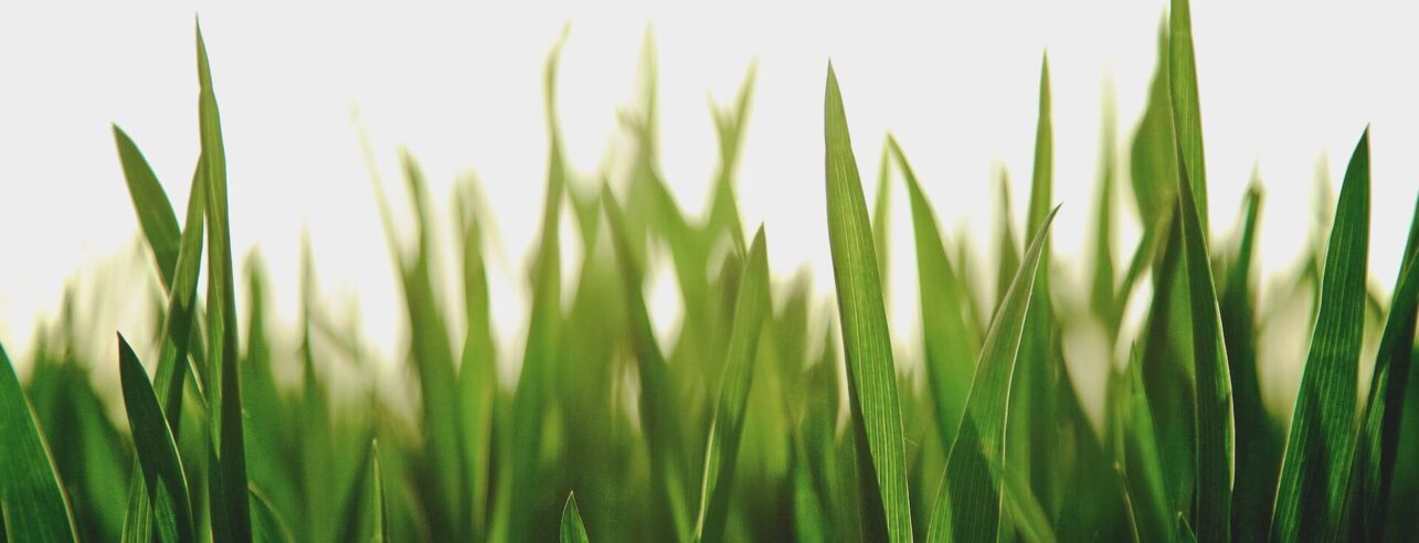 Close up of grass