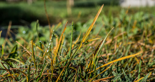 Over-fertilised yellowing grass