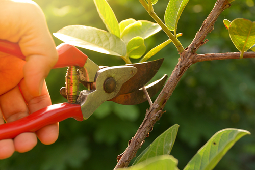 Pruning a bush in August